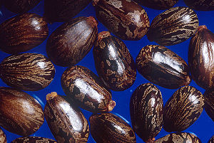 300px-Castor_beans (300x201, 30Kb)