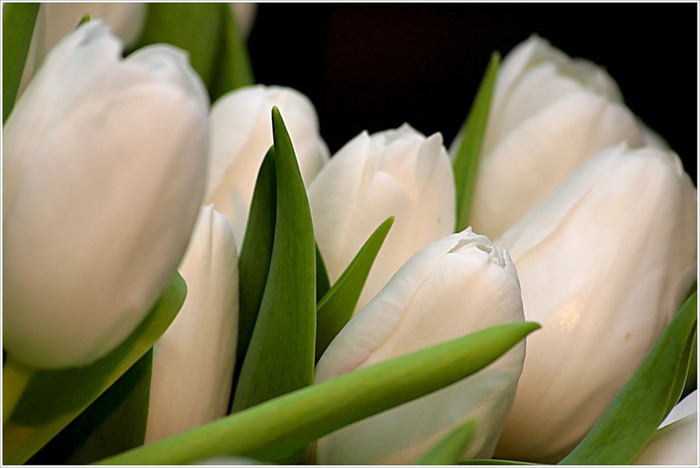 White heart тюльпан фото и описание