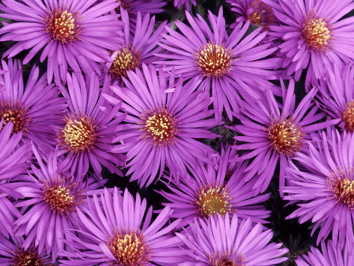 Nature_Flowers_North_American_asters_024798_ (700x525, 165Kb)