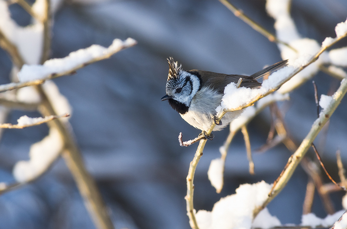 crested_tit_by_nitrok-d37u7xp (700x463, 229Kb)