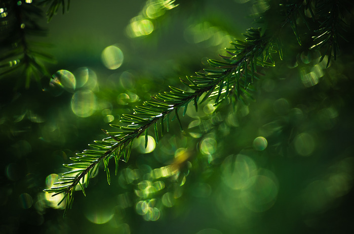 pine_needles_of_the_spring_by_nitrok-d3b40x1 (700x463, 93Kb)