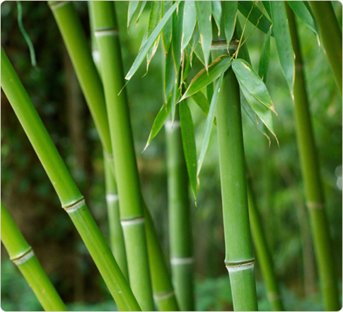 bamboo-forest (485x442, 78Kb)