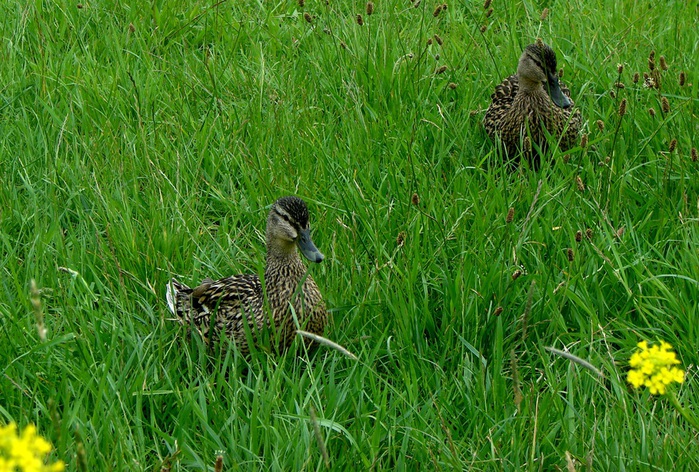 DSC00547 (700x472, 215Kb)