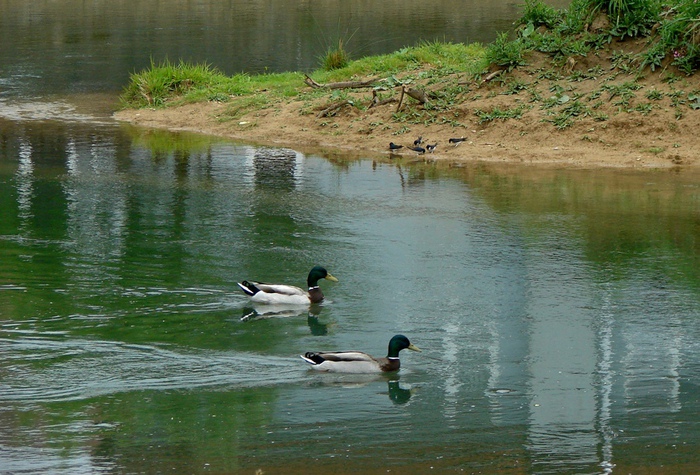 DSC00576 (700x475, 183Kb)