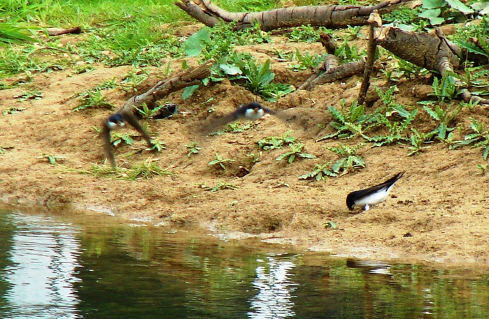 DSC00561 (700x457, 284Kb)