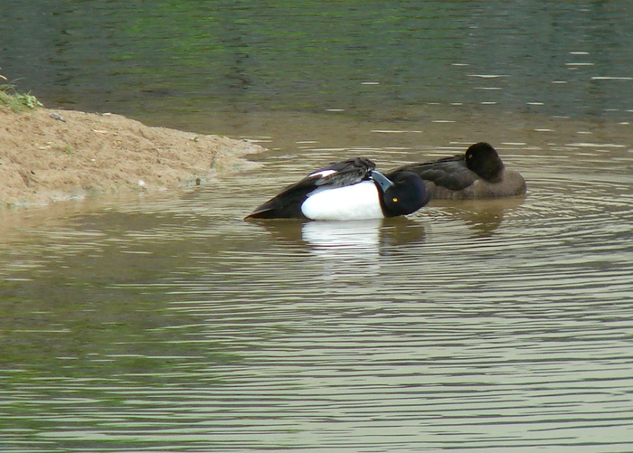 DSC00581 (700x501, 185Kb)