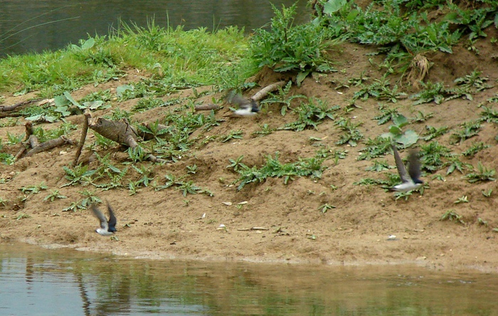 DSC00580h (700x444, 199Kb)