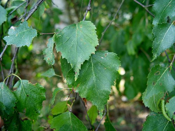 betula_pendula_roth (600x450, 47Kb)