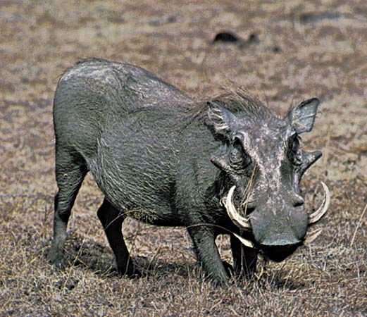 3443719_warthogbutt_01 (521x450, 55Kb)