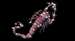 skorpion (300x167, 9Kb)