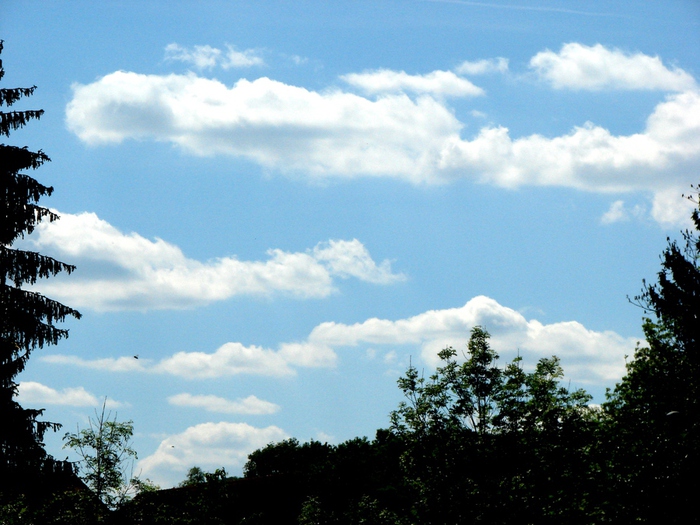 DSC00007 (700x525, 196Kb)