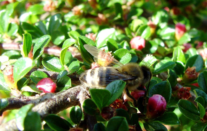 DSC00084 (700x444, 182Kb)