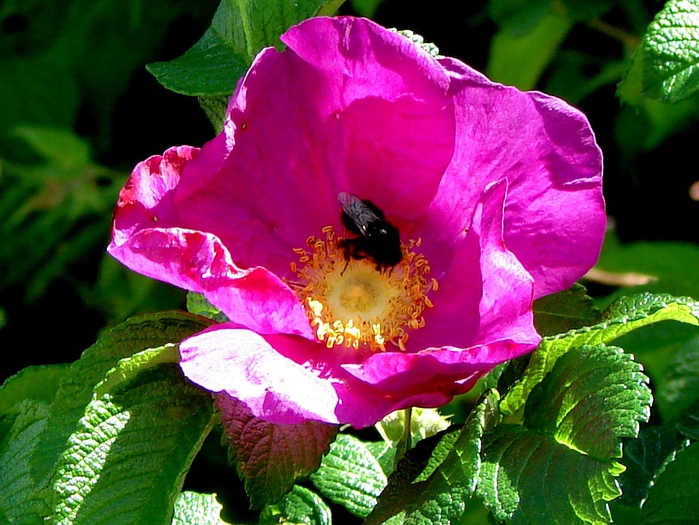 DSC09990d (700x525, 212Kb)