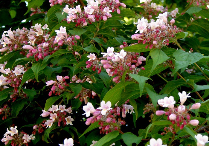 DSC09993 (700x490, 219Kb)