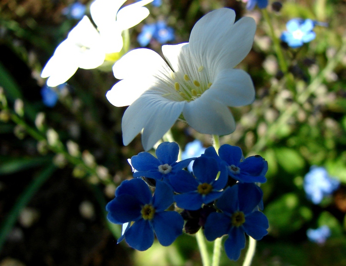 DSC00097 (700x539, 171Kb)