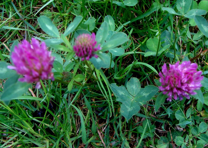 DSC00621 (700x499, 230Kb)