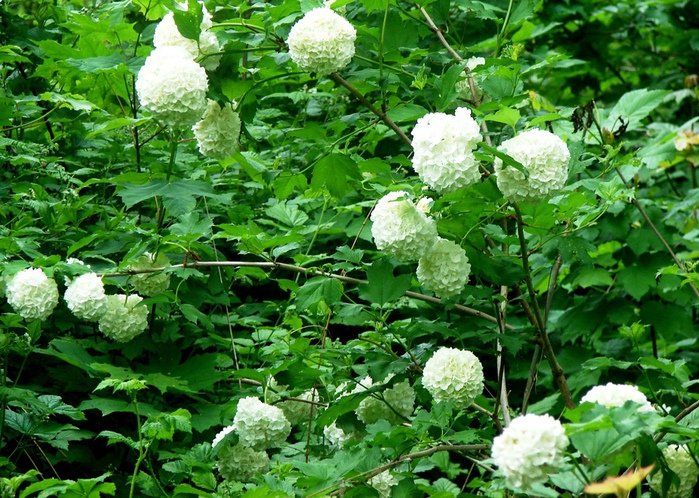 DSC00525 (700x498, 244Kb)