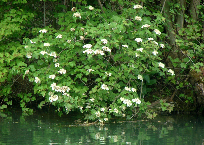 DSC00538 (700x500, 234Kb)