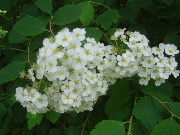 DSC00542 (700x525, 232Kb)