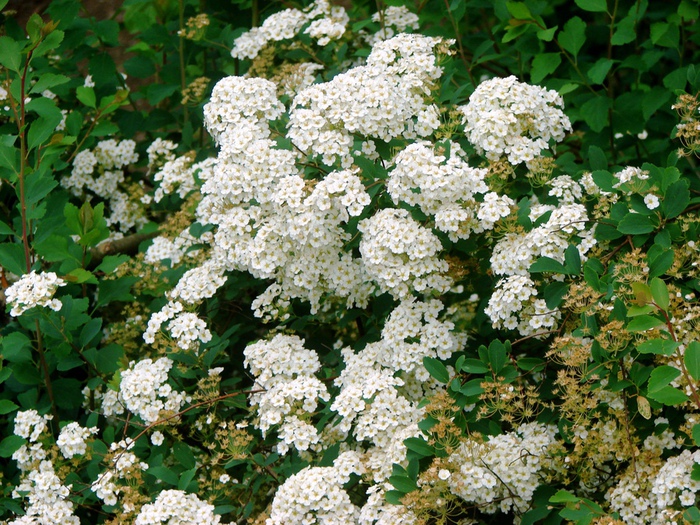 DSC00604 (700x525, 261Kb)