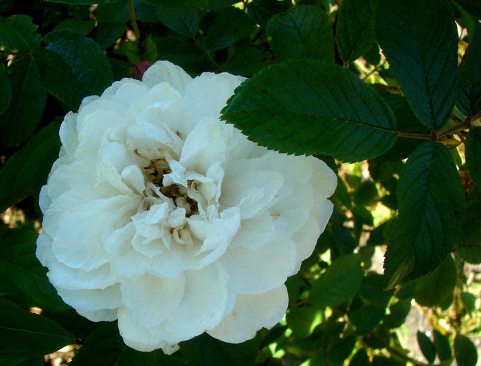 DSC00043 (700x532, 203Kb)
