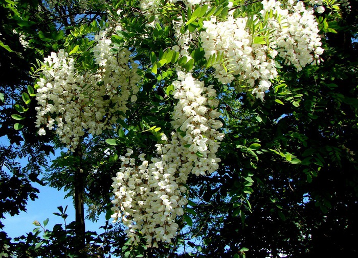 DSC00016d (700x506, 216Kb)