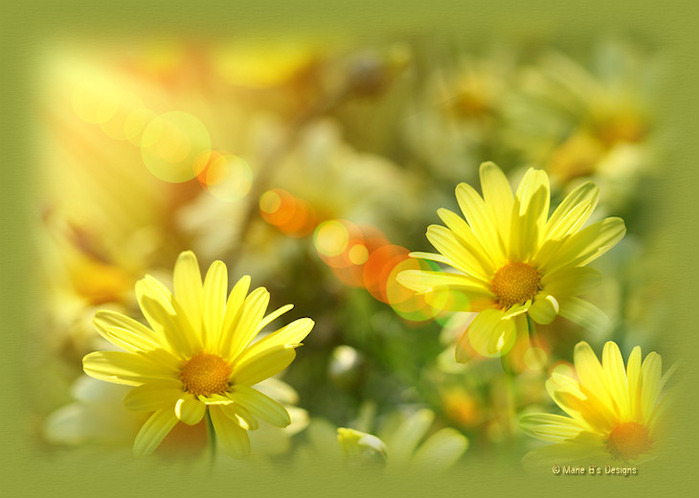 MB_YELLOWDAISIES_TOP (700x498, 84Kb)