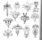  4000 motifs de fleurs et de plantes (166) (700x660, 98Kb)