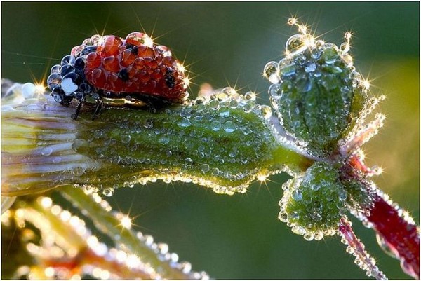 fotopodborka_035 (600x401, 80Kb)