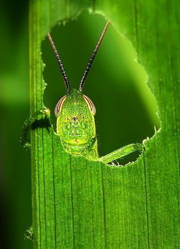 pics_0392 (361x500, 34Kb)