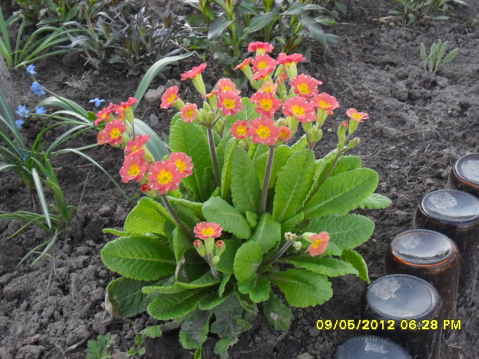 SAM_1603 (700x525, 149Kb)