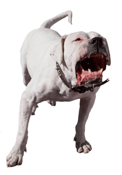 4269403_dirtydog (418x600, 20Kb)
