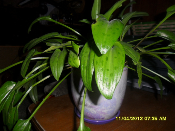 SAM_1492 (700x525, 136Kb)