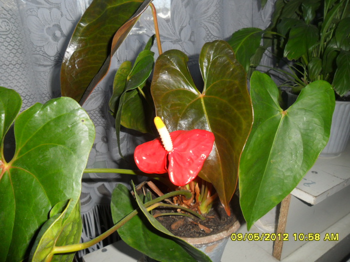 SAM_1567 (700x525, 147Kb)