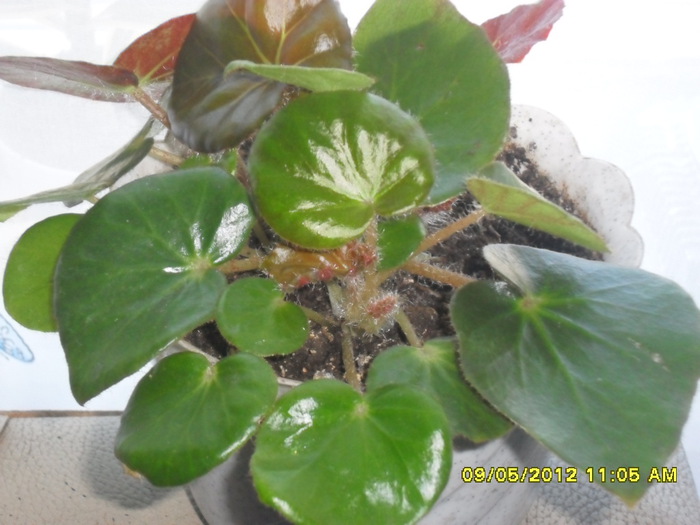 SAM_1572 (700x525, 99Kb)