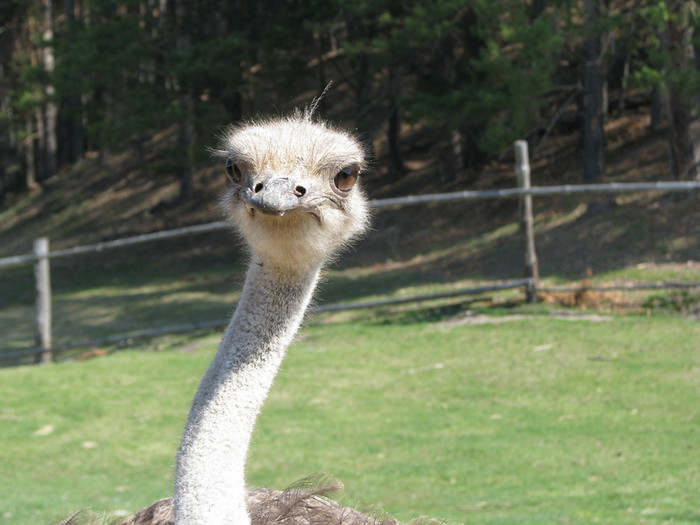 IMG_2355 (700x525, 83Kb)