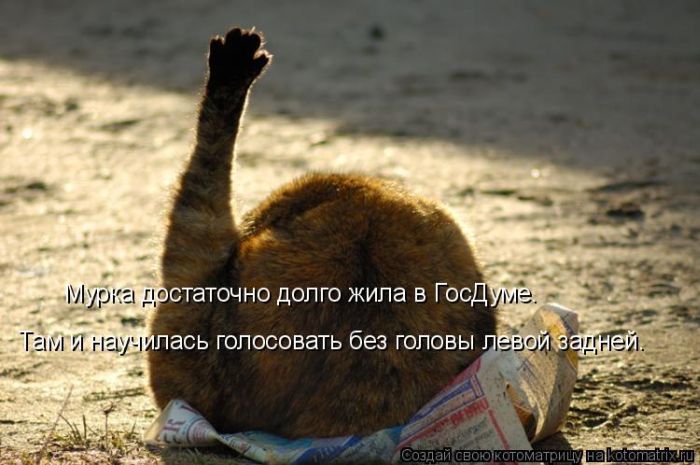 http://img0.liveinternet.ru/images/attach/c/2/74/534/74534260_3802001_1305872339_kotomatrix_03.jpg