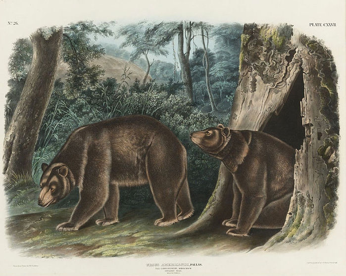 752px-Cinnamon_bear_by_J_T_Bowen_after_John_James_Audubon (700x558, 100Kb)