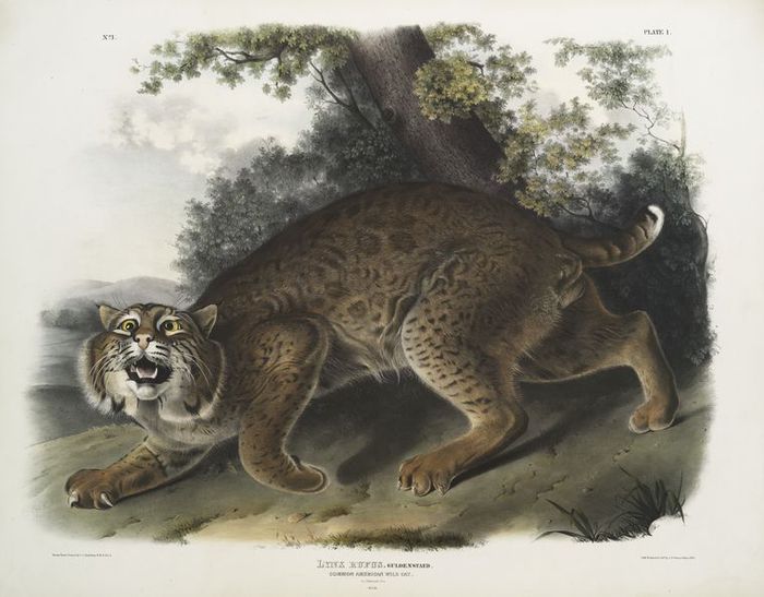 American_wildcat_-_Audubon (700x547, 57Kb)