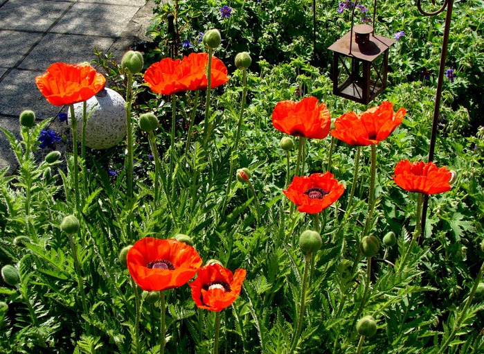 DSC00048 (700x511, 230Kb)