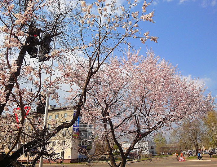 DSC02450-1 (700x539, 430Kb)