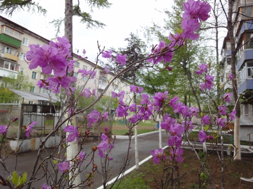 DSC02619-1 (512x384, 141Kb)