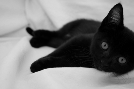 black_cat_440 (440x293, 31Kb)