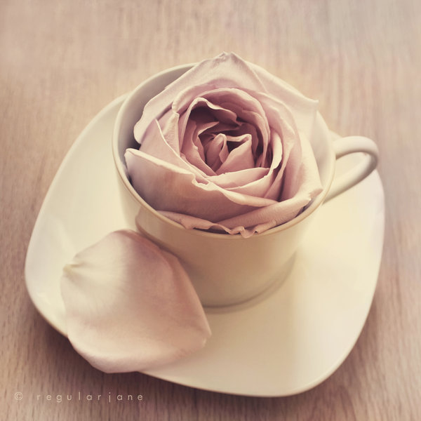 67096778_Warm_Cup_of_Rose_by_regularjane (600x600, 47Kb)