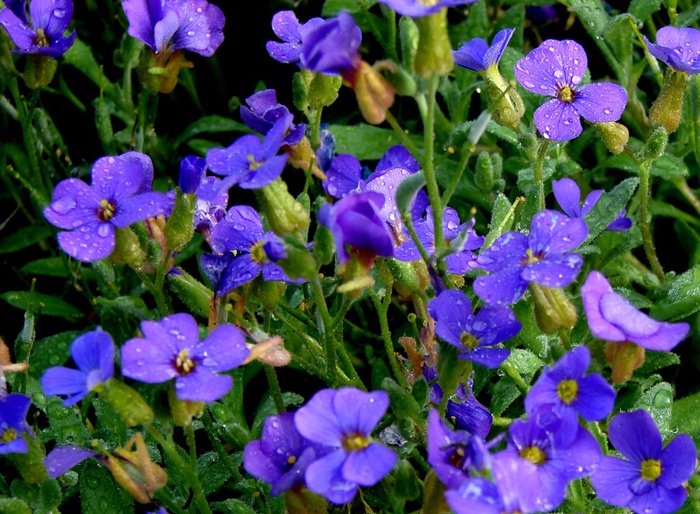 DSC00035 (700x514, 212Kb)