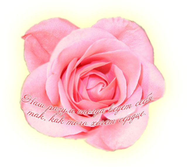 74576039_pink_rose1152x864 (639x571, 336Kb)