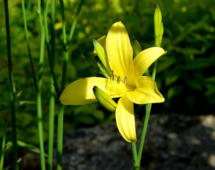 DSC00041 (700x553, 169Kb)