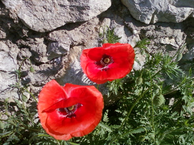 mail_1434729_Foto-0039 (640x480, 129Kb)