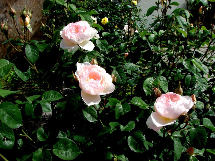 DSC00068 (700x525, 233Kb)