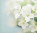  white-flowers-bouquet (700x615, 65Kb)
